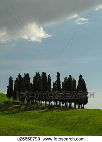 Stock Photo -  Italy, San Quirico d'Orcia, Tuscany, Toscana, Europe, Cluster of Cypress trees in a lush green field in the countryside of Tuscany.. Fotosearch