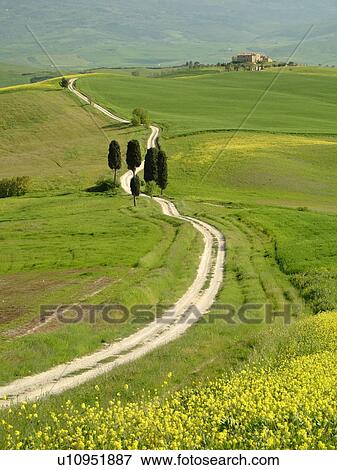 Stock Photo -  Italy, Tuscany, Pienza, Toscana, Europe, Long dirt driveway leads to a Tuscan home in the countryside of Tuscany in Pienza.. Fotosearch