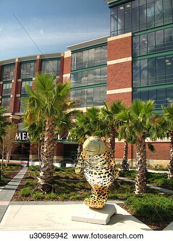 Jacksonville, FL, Florida, Jacksonville Veterans Memorial Arena, Fanatee Manatee fiberglass statue, The Manatees of Jacksonville View Large Photo Image Stock Image - Jacksonville, FL, Florida, Jacksonville Veterans Memorial Arena, Fanatee Manatee fiberglass statue, The Manatees of Jacksonville. Fotosearch