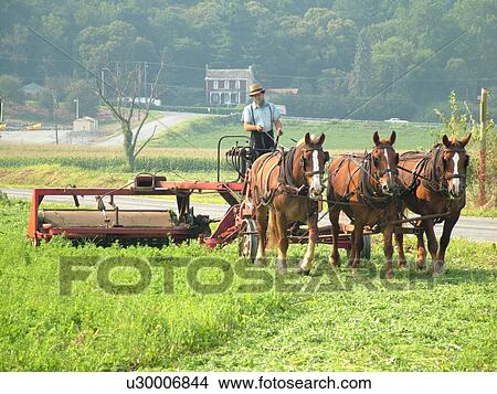 Picture -  Lancaster County, PA, Pennsylvania, Amish, farming, team of horses pulling mower. Fotosearch