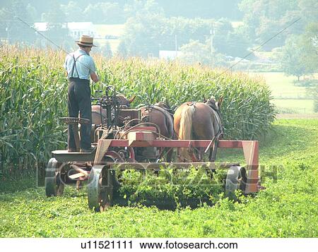 Lancaster County, PA, Pennsylvania, Amish, farming, team of horses pulling mower View Large Photo Image Stock Image - Lancaster County, PA, Pennsylvania, Amish, farming, team of horses pulling mower. Fotosearch