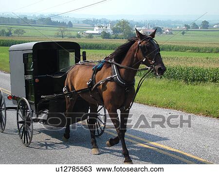 Lancaster County, PA, Pennsylvania, Amish, horse and buggy View Large Photo Image Stock Image - Lancaster County, PA, Pennsylvania, Amish, horse and buggy. Fotosearch