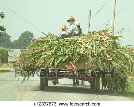 Lancaster County, PA, Pennsylvania, Amish, farming, team of horses, flatbed wagon, harvest, cornstalks View Large Photo Image Stock Image - Lancaster County, PA, Pennsylvania, Amish, farming, team of horses, flatbed wagon, harvest, cornstalks. Fotosearch
