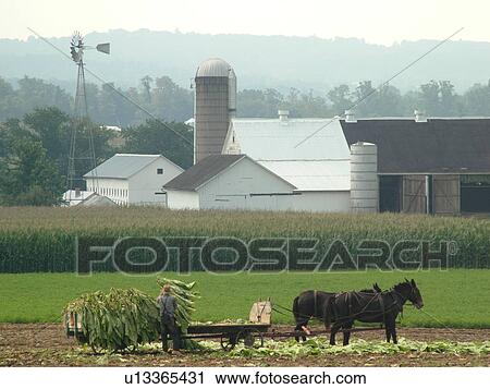 Stock Image -  Lancaster County, PA, Pennsylvania, Amish, farming, tobacco harvest. Fotosearch