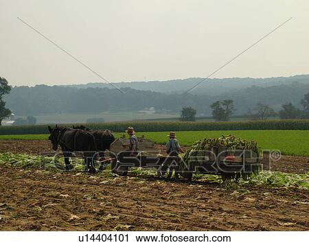 Lancaster County, PA, Pennsylvania, Amish, farming, tobacco harvest View Large Photo Image Stock Image - Lancaster County, PA, Pennsylvania, Amish, farming, tobacco harvest. Fotosearch