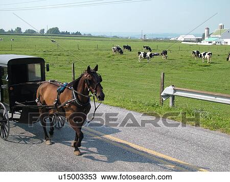 Lancaster County, PA, Pennsylvania, Amish, horse and buggy View Large Photo Image Stock Image - Lancaster County, PA, Pennsylvania, Amish, horse and buggy. Fotosearch