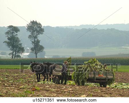 Stock Image -  Lancaster County, PA, Pennsylvania, Amish, farming, tobacco harvest. Fotosearch