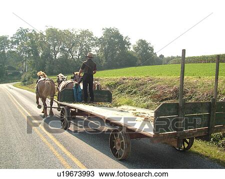 Lancaster County, PA, Pennsylvania, Amish, farming, team of horses, flatbed wagon View Large Photo Image Stock Image - Lancaster County, PA, Pennsylvania, Amish, farming, team of horses, flatbed wagon. Fotosearch