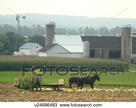 Lancaster County, PA, Pennsylvania, Amish, farming, tobacco harvest View Large Photo Image Stock Image - Lancaster County, PA, Pennsylvania, Amish, farming, tobacco harvest. Fotosearch
