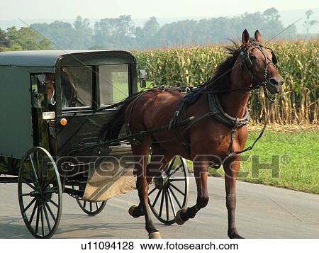 Lancaster County, PA, Pennsylvania, Amish, horse and buggy View Large Photo Image Stock Photo - Lancaster County, PA, Pennsylvania, Amish, horse and buggy. Fotosearch