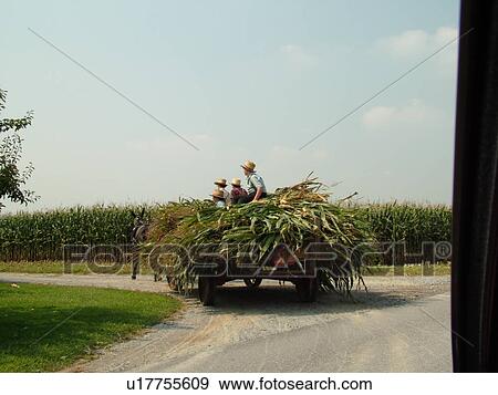 Lancaster County, PA, Pennsylvania, Amish, farming, team of horses, flatbed wagon, harvest, cornstalks View Large Photo Image Stock Photo - Lancaster County, PA, Pennsylvania, Amish, farming, team of horses, flatbed wagon, harvest, cornstalks. Fotosearch