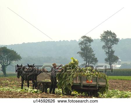 Lancaster County, PA, Pennsylvania, Amish, farming, tobacco harvest View Large Photo Image Stock Photograph - Lancaster County, PA, Pennsylvania, Amish, farming, tobacco harvest. Fotosearch