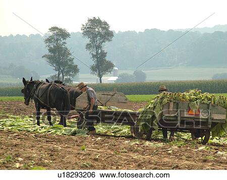 Lancaster County, PA, Pennsylvania, Amish, farming, tobacco harvest View Large Photo Image Stock Photograph - Lancaster County, PA, Pennsylvania, Amish, farming, tobacco harvest. Fotosearch