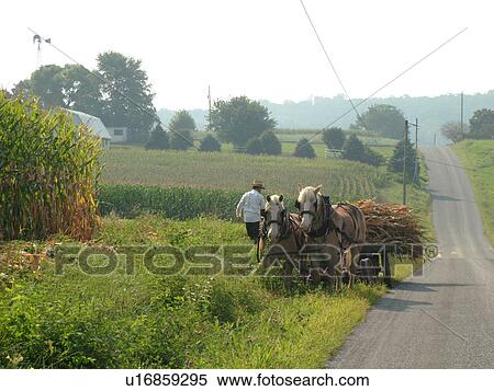 Lancaster County, PA, Pennsylvania, Amish, farming, team of horses, harvest, corn View Large Photo Image Stock Photography - Lancaster County, PA, Pennsylvania, Amish, farming, team of horses, harvest, corn. Fotosearch