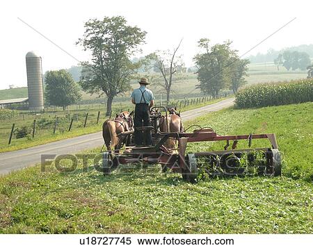Lancaster County, PA, Pennsylvania, Amish, farming, team of horses pulling mower View Large Photo Image Stock Photography - Lancaster County, PA, Pennsylvania, Amish, farming, team of horses pulling mower. Fotosearch