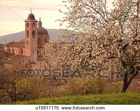 Marche, Italy, Urbino, Europe, Scenic view of the Palazzo Ducale in the medieval hill town of Urbino. View Large Photo Image Stock Photography - Marche, Italy, Urbino, Europe, Scenic view of the Palazzo Ducale in the medieval hill town of Urbino.. Fotosearch