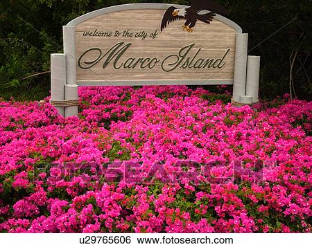 Marco Island, FL, Florida, Ten Thousand Islands, Welcome sign, Bougainvillea bushes, flowers View Large Photo Image Stock Photograph - Marco Island, FL, Florida, Ten Thousand Islands, Welcome sign, Bougainvillea bushes, flowers. Fotosearch