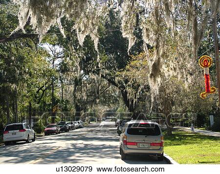 Micanopy, FL, Florida, main street, spanish moss View Large Photo Image Stock Photo - Micanopy, FL, Florida, main street, spanish moss. Fotosearch