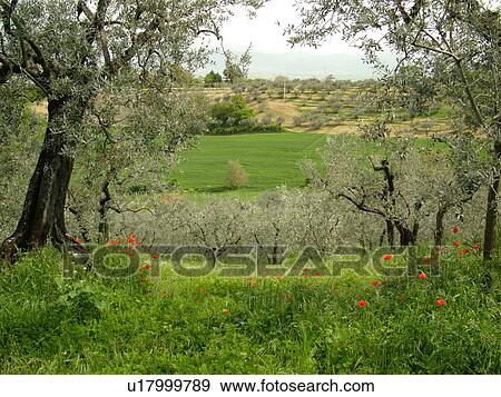 Stock Photo -  Montefalco, Umbria, Italy, Europe, Scenic view of the greenish-grey olive trees on the hillsides of Umbria in Montefalco.. Fotosearch