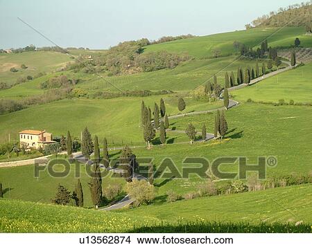 Monticchiello, Tuscany, Italy, Toscana, Europe, Tall thin cypress trees line a winding road outside the town of Monticchiello. View Large Photo Image Picture - Monticchiello, Tuscany, Italy, Toscana, Europe, Tall thin cypress trees line a winding road outside the town of Monticchiello.. Fotosearch
