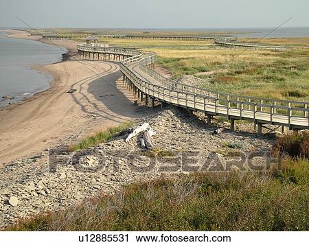 New Brunswick, Bouctouche, Canada, Acadian Coastal Drive, La Dune de Bouctouche, Irving Eco-Centre, Boardwalk across the sand dunes along Bouctouche Bay. View Large Photo Image Stock Image - New Brunswick, Bouctouche, Canada, Acadian Coastal Drive, La Dune de Bouctouche, Irving Eco-Centre, Boardwalk across the sand dunes along Bouctouche Bay.. Fotosearch