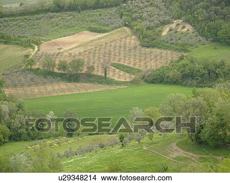 Picture -  olive trees, Umbria, Italy, Montefalco, Europe, Olive groves on the hillside of Montefalco.. Fotosearch