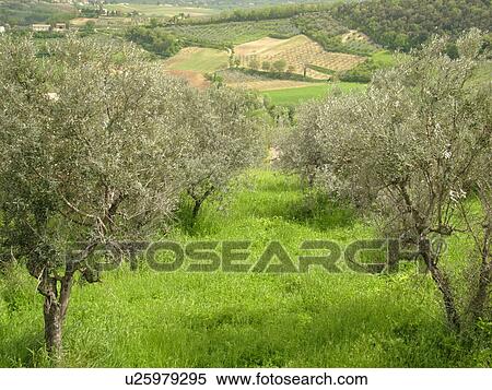 olive trees, Umbria, Italy, Montefalco, Europe, Olive grove on the hillside of Montefalco. View Large Photo Image Stock Photography - olive trees, Umbria, Italy, Montefalco, Europe, Olive grove on the hillside of Montefalco.. Fotosearch