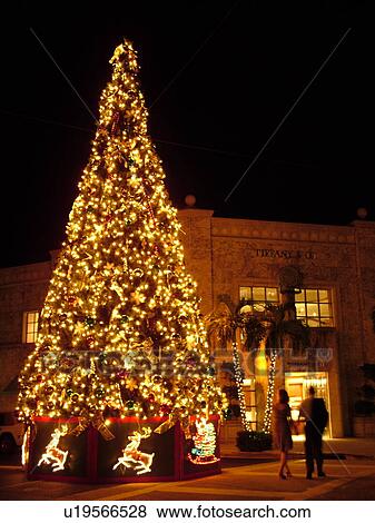 Palm Beach, FL, Florida, downtown, Worth Avenue, shopping district, exclusive shops, Christmas Tree, evening View Large Photo Image Stock Photo - Palm Beach, FL, Florida, downtown, Worth Avenue, shopping district, exclusive shops, Christmas Tree, evening. Fotosearch