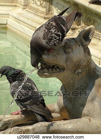 pigeon, humorous, Tuscany, Italy, Siena, Toscana, Europe, Pigeon drinking water from the mouth of the dog at the Fonte Gaia (Gay Fountain) in the Piazza del Campo in the city of Siena. View Large Photo Image Stock Photo - pigeon, humorous, Tuscany, Italy, Siena, Toscana, Europe, Pigeon drinking water from the mouth of the dog at the Fonte Gaia (Gay Fountain) in the Piazza del Campo in the city of Siena.. Fotosearch