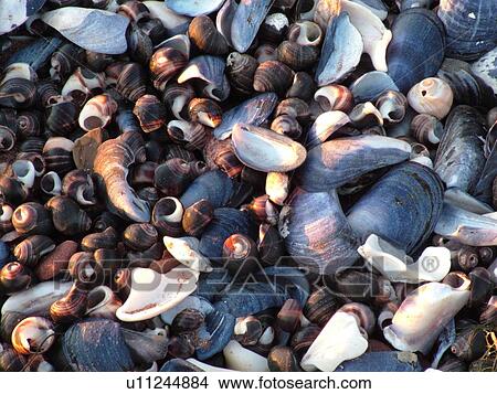Prince Edward Island, Canada, Gulf of Saint Lawrence, Cavendish Beach, Prince Edward Island National Park, Queens County, seashells, close-up View Large Photo Image Picture - Prince Edward Island, Canada, Gulf of Saint Lawrence, Cavendish Beach, Prince Edward Island National Park, Queens County, seashells, close-up. Fotosearch