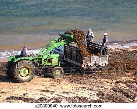 Stock Image -  Prince Edward Island, Canada, Gulf of Saint Lawrence, Cavendish Beach, Prince Edward Island National Park, Queens County, Harvesting Irish Moss on the beach. Fotosearch