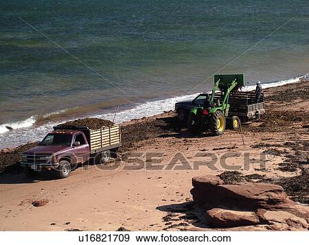 Prince Edward Island, Canada, Gulf of Saint Lawrence, Cavendish Beach, Prince Edward Island National Park, Queens County, Harvesting Irish Moss on the beach View Large Photo Image Stock Photo - Prince Edward Island, Canada, Gulf of Saint Lawrence, Cavendish Beach, Prince Edward Island National Park, Queens County, Harvesting Irish Moss on the beach. Fotosearch