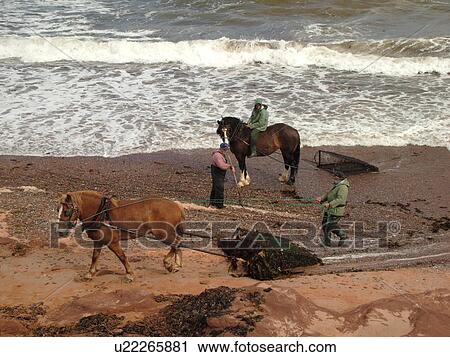 Prince Edward Island, Canada, Queens County, Gulf of Saint Lawrence, Cavendish Beach, Prince Edward Island National Park, Harvesting Irish Moss with horses and riders along the coast View Large Photo Image Stock Image - Prince Edward Island, Canada, Queens County, Gulf of Saint Lawrence, Cavendish Beach, Prince Edward Island National Park, Harvesting Irish Moss with horses and riders along the coast. Fotosearch