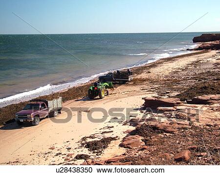 Prince Edward Island, Canada, Queens County, Gulf of Saint Lawrence, Cavendish Beach, Prince Edward Island National Park, Harvesting Irish Moss on the beach View Large Photo Image Stock Image - Prince Edward Island, Canada, Queens County, Gulf of Saint Lawrence, Cavendish Beach, Prince Edward Island National Park, Harvesting Irish Moss on the beach. Fotosearch