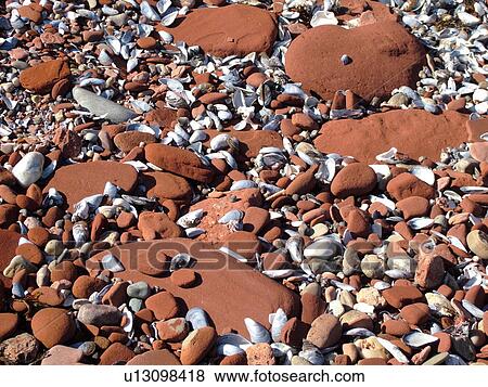 Prince Edward Island, Canada, Queens County, Gulf of Saint Lawrence, Cavendish Beach, Prince Edward Island National Park, red sandstone, seashells, beach, close-up View Large Photo Image Stock Photo - Prince Edward Island, Canada, Queens County, Gulf of Saint Lawrence, Cavendish Beach, Prince Edward Island National Park, red sandstone, seashells, beach, close-up. Fotosearch