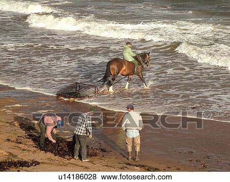 Stock Photo -  Prince Edward Island, Canada, Queens County, Gulf of Saint Lawrence, Cavendish Beach, Prince Edward Island National Park, Harvesting Irish Moss with horse and rider along the coast. Fotosearch