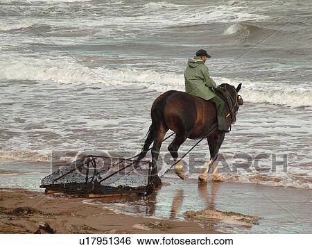 Prince Edward Island, Canada, Queens County, Gulf of Saint Lawrence, Cavendish Beach, Prince Edward Island National Park, Harvesting Irish Moss with horse and rider along the coast View Large Photo Image Stock Photograph - Prince Edward Island, Canada, Queens County, Gulf of Saint Lawrence, Cavendish Beach, Prince Edward Island National Park, Harvesting Irish Moss with horse and rider along the coast. Fotosearch