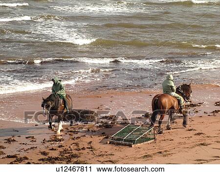 Prince Edward Island, Gulf of Saint Lawrence, Cavendish Beach, Prince Edward Island National Park, Canada, Queens County, Harvesting Irish Moss with horses and riders along the coast View Large Photo Image Stock Image - Prince Edward Island, Gulf of Saint Lawrence, Cavendish Beach, Prince Edward Island National Park, Canada, Queens County, Harvesting Irish Moss with horses and riders along the coast. Fotosearch