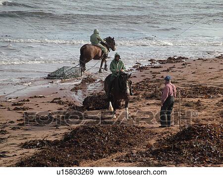 Stock Photo -  Prince Edward Island, Gulf of Saint Lawrence, Cavendish Beach, Prince Edward Island National Park, Canada, Queens County, Harvesting Irish Moss with horses and riders along the coast. Fotosearch