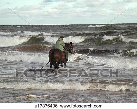 Prince Edward Island, Gulf of Saint Lawrence, Cavendish Beach, Prince Edward Island National Park, Canada, Queens County, Harvesting Irish Moss with horse and rider along the coast View Large Photo Image Stock Photograph - Prince Edward Island, Gulf of Saint Lawrence, Cavendish Beach, Prince Edward Island National Park, Canada, Queens County, Harvesting Irish Moss with horse and rider along the coast. Fotosearch