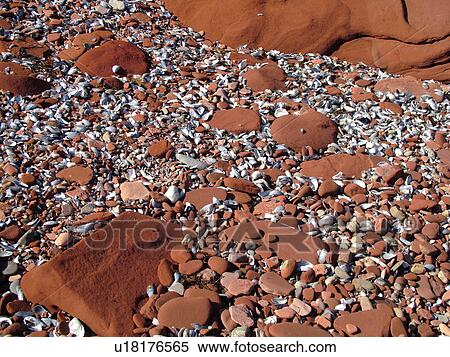 Prince Edward Island, Gulf of Saint Lawrence, Cavendish Beach, Prince Edward Island National Park, Queens County, Canada, red sandstone, seashells, beach, close-up View Large Photo Image Stock Photography - Prince Edward Island, Gulf of Saint Lawrence, Cavendish Beach, Prince Edward Island National Park, Queens County, Canada, red sandstone, seashells, beach, close-up. Fotosearch