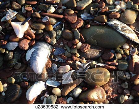 Stock Image -  Prince Edward Island National Park, Canada, Prince Edward Island, Queens County, Gulf of Saint Lawrence, Cavendish Beach, seashells, close-up. Fotosearch