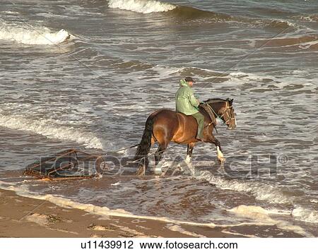 Prince Edward Island, Queens County, Canada, Gulf of Saint Lawrence, Cavendish Beach, Prince Edward Island National Park, Harvesting Irish Moss with horse and rider along the coast View Large Photo Image Stock Image - Prince Edward Island, Queens County, Canada, Gulf of Saint Lawrence, Cavendish Beach, Prince Edward Island National Park, Harvesting Irish Moss with horse and rider along the coast. Fotosearch