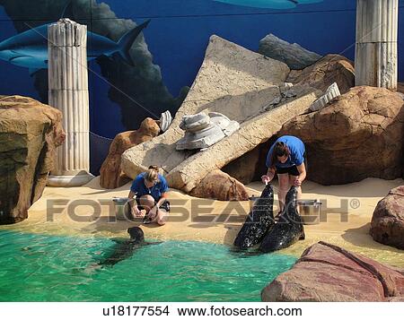 Picture -  Riverhead, NY, New York, Long Island, Atlantis Marine World, feeding sea lions, seals. Fotosearch
