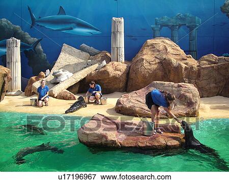 Riverhead, NY, New York, Long Island, Atlantis Marine World, feeding sea lions, seals View Large Photo Image Stock Photo - Riverhead, NY, New York, Long Island, Atlantis Marine World, feeding sea lions, seals. Fotosearch