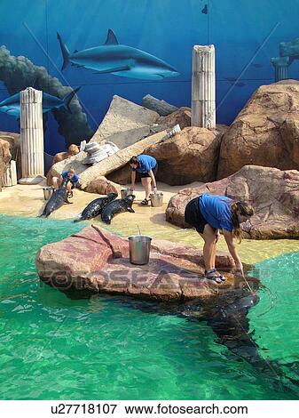 Stock Photo -  Riverhead, NY, New York, Long Island, Atlantis Marine World, feeding sea lions, seals. Fotosearch