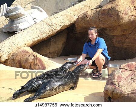 Riverhead, NY, New York, Long Island, Atlantis Marine World, feeding sea lions, seals View Large Photo Image Stock Photograph - Riverhead, NY, New York, Long Island, Atlantis Marine World, feeding sea lions, seals. Fotosearch