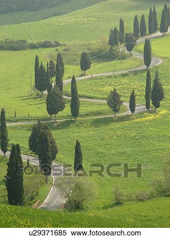 road, Italy, Monticchiello, Tuscany, Toscana, Europe, Tall thin cypress trees line a winding road outside the town of Monticchiello. View Large Photo Image Stock Photography - road, Italy, Monticchiello, Tuscany, Toscana, Europe, Tall thin cypress trees line a winding road outside the town of Monticchiello.. Fotosearch