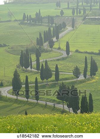 road, Italy, Tuscany, Monticchiello, Toscana, Europe, Tall thin cypress trees line a winding road outside the town of Monticchiello. View Large Photo Image Stock Image - road, Italy, Tuscany, Monticchiello, Toscana, Europe, Tall thin cypress trees line a winding road outside the town of Monticchiello.. Fotosearch