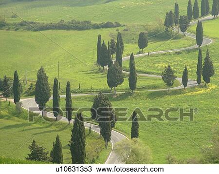 road, Italy, Tuscany, Toscana, Monticchiello, Europe, Tall thin cypress trees line a winding road outside the town of Monticchiello. View Large Photo Image Stock Image - road, Italy, Tuscany, Toscana, Monticchiello, Europe, Tall thin cypress trees line a winding road outside the town of Monticchiello.. Fotosearch